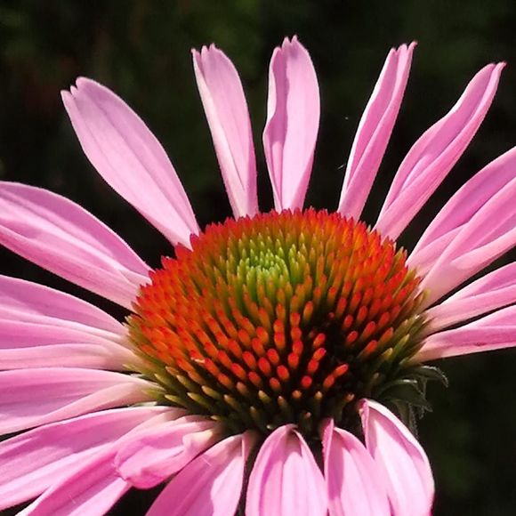 Meet your Posher, Diane - Picture 1 of 1